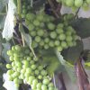 uvas2