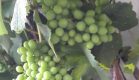 uvas2