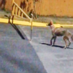 Avistamiento de coyotes en el centro de Curridabat 