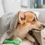 Vacune a su perro contra el Distemper